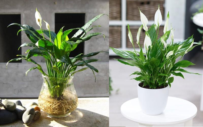 Trồng cây trong nhà giảm ô nhiếm không khí