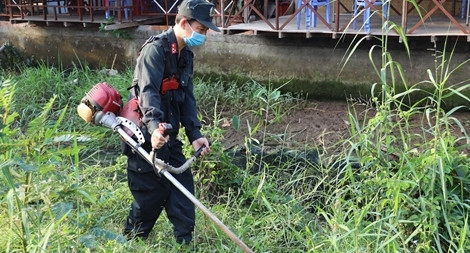 Phát quang bụi rậm